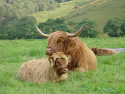Highland Cows
